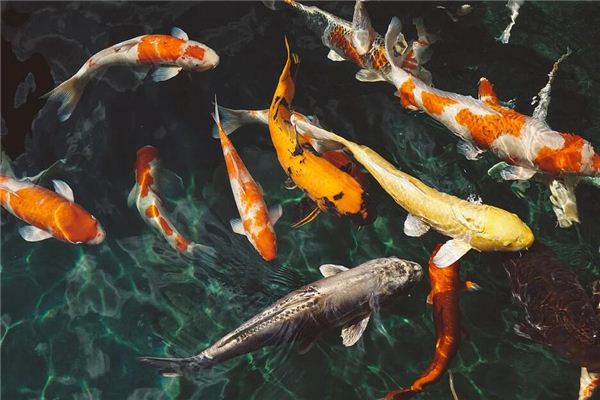 孕妇梦见好多鱼 周公解梦 孕妇梦见好多鱼是什么意思 孕妇梦见好多鱼好不好