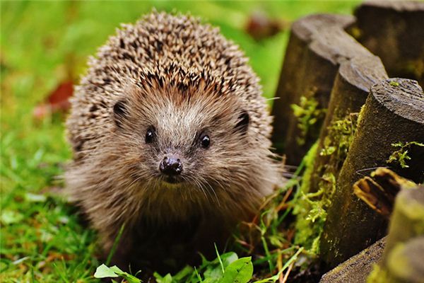 梦见扎手 周公解梦梦到扎手是什么意思 做梦梦见扎手好不好