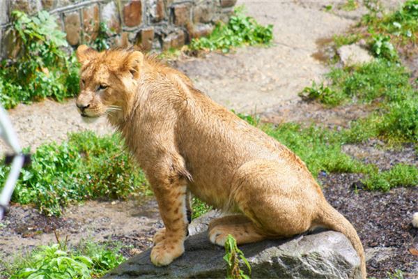 孕妇梦见狮子 周公解梦 孕妇梦见狮子是什么意思 孕妇梦见狮子好不好