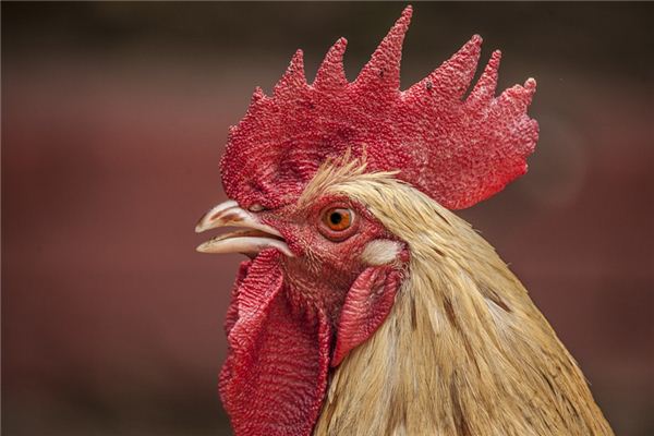 梦见鸡叫声 周公解梦梦到鸡叫声是什么意思 做梦梦见鸡叫声好不好