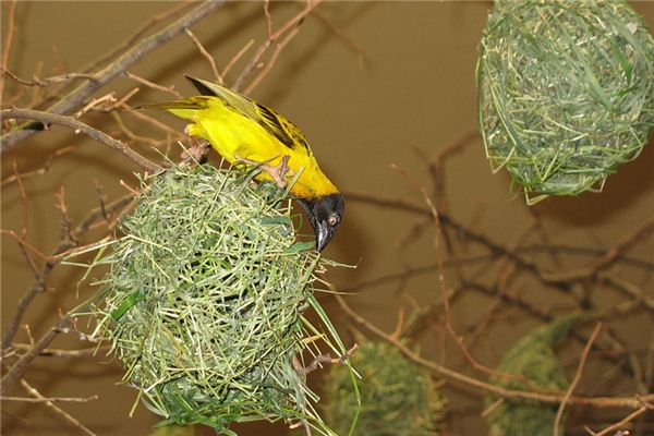 梦见筑巢 周公解梦梦到筑巢是什么意思 做梦梦见筑巢好不好