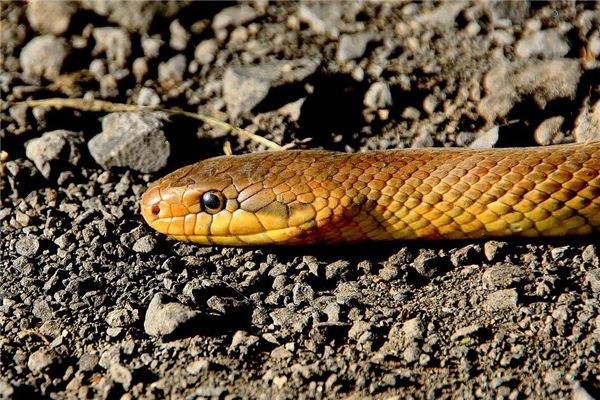 孕妇梦见杀蛇 周公解梦 孕妇梦见杀蛇是什么意思 孕妇梦见杀蛇好不好