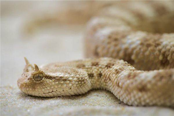 孕妇梦见死蛇 周公解梦 孕妇梦见死蛇是什么意思 孕妇梦见死蛇好不好