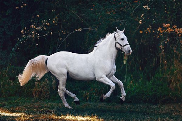 梦见马咬人 周公解梦梦到马咬人是什么意思 做梦梦见马咬人好不好