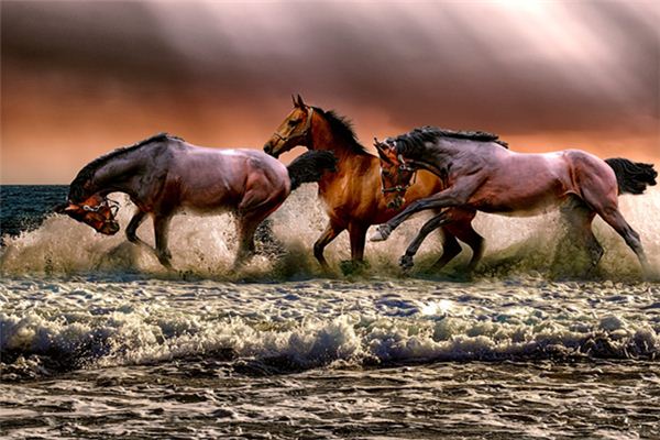 梦见套上笼头 周公解梦梦到套上笼头是什么意思 做梦梦见套上笼头好不好