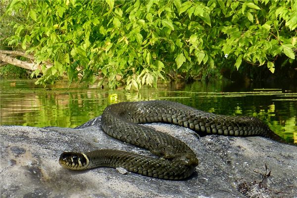 孕妇梦见蛇吃鱼 周公解梦 孕妇梦见蛇吃鱼是什么意思 孕妇梦见蛇吃鱼好不好