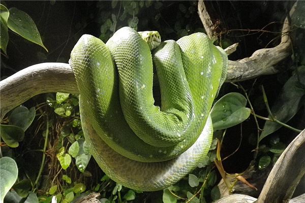 孕妇梦见蛇咬人 周公解梦 孕妇梦见蛇咬人是什么意思 孕妇梦见蛇咬人好不好