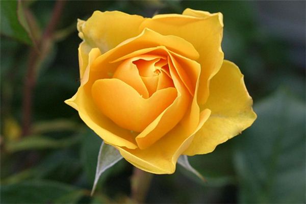 梦见黄色花朵 周公解梦梦到黄色花朵是什么意思 做梦梦见黄色花朵好不好