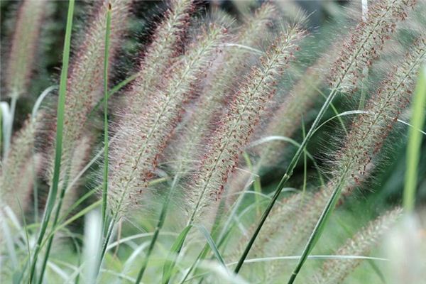 梦见狗尾巴花 周公解梦梦到狗尾巴花是什么意思 做梦梦见狗尾巴花好不好