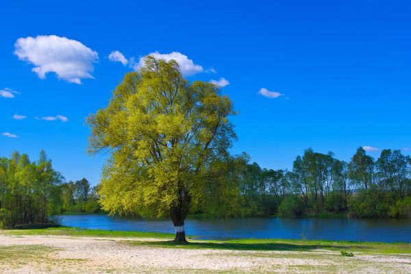 梦见河岸 河堤 周公解梦梦到河岸 河堤是什么意思 做梦梦见河岸 河堤好不好