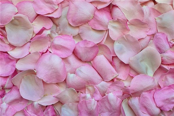 梦见花瓣 周公解梦梦到花瓣是什么意思 做梦梦见花瓣好不好