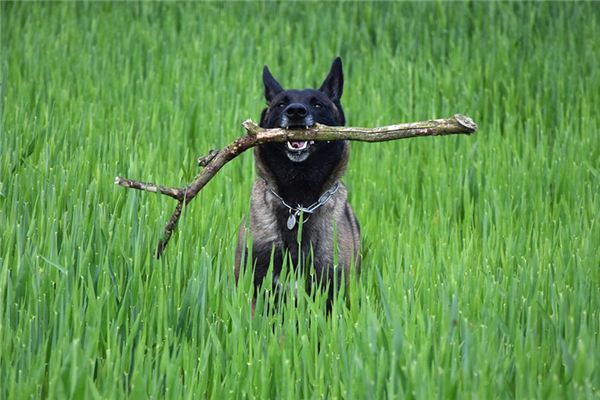 梦见服从 周公解梦梦到服从是什么意思 做梦梦见服从好不好