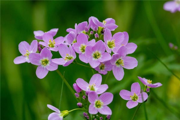 梦见杜鹃花 周公解梦梦到杜鹃花是什么意思 做梦梦见杜鹃花好不好