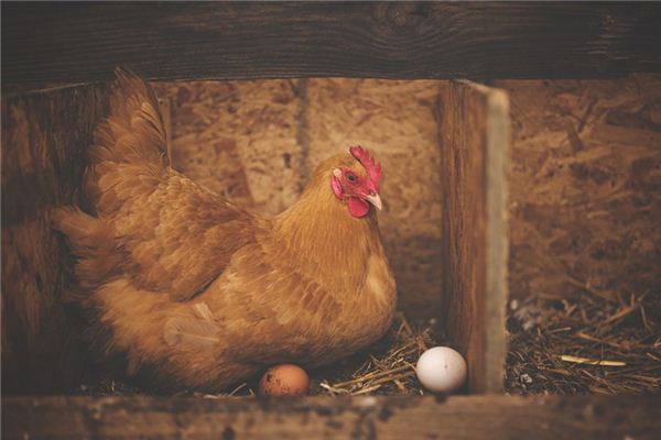 梦见咯咯叫 周公解梦梦到咯咯叫是什么意思 做梦梦见咯咯叫好不好