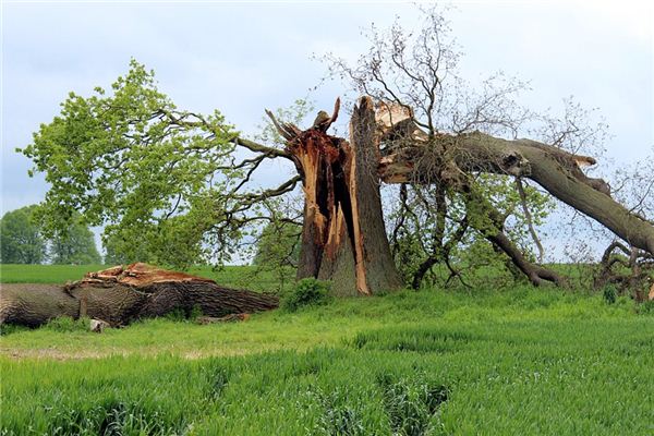 梦见折断 周公解梦梦到折断是什么意思 做梦梦见折断好不好