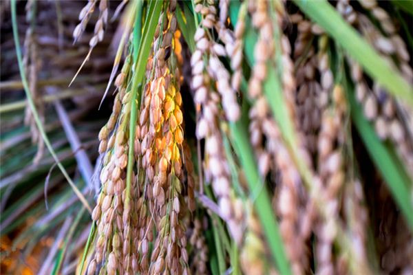 梦见粮仓 周公解梦梦到粮仓是什么意思 做梦梦见粮仓好不好