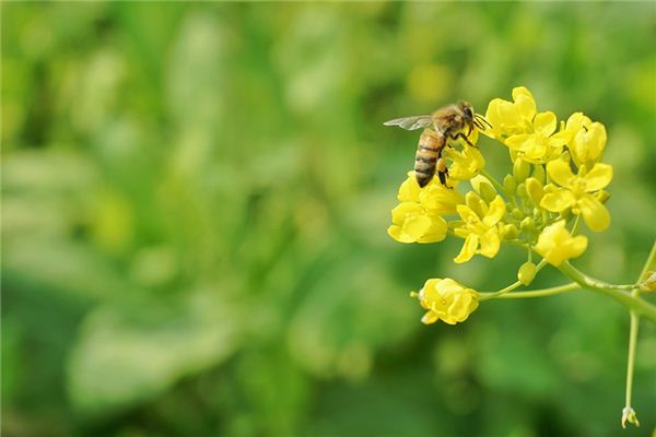 梦见油菜花 周公解梦梦到油菜花是什么意思 做梦梦见油菜花好不好