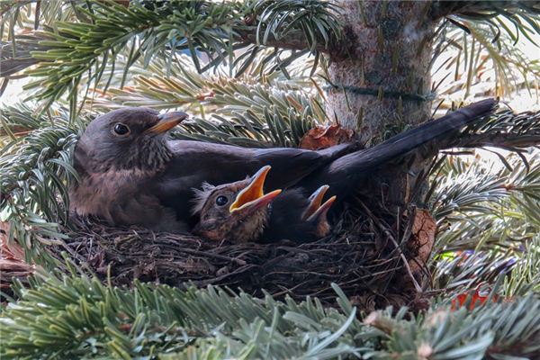 梦见巢穴 周公解梦梦到巢穴是什么意思 做梦梦见巢穴好不好