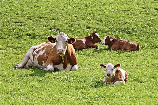梦见牛犊 周公解梦梦到牛犊是什么意思 做梦梦见牛犊好不好