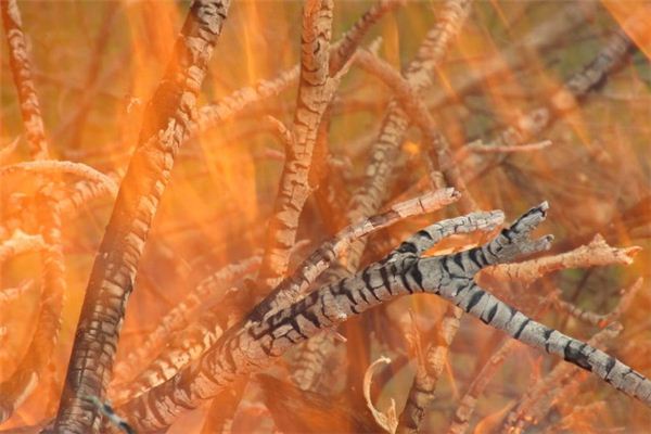 梦见柴火熊熊燃烧 周公解梦梦到柴火熊熊燃烧是什么意思 做梦梦见柴火熊熊燃烧好不好