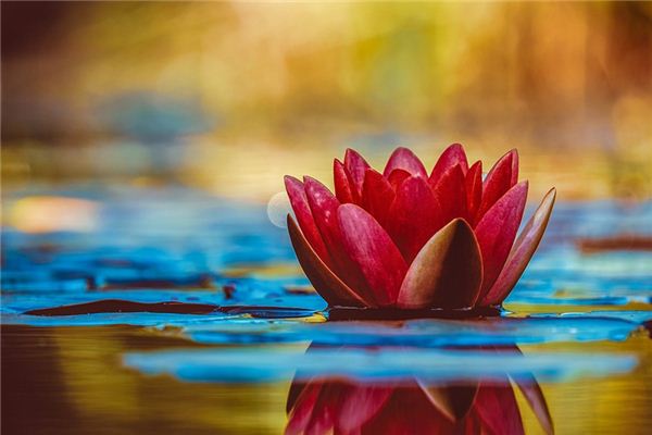 梦见花朵 鲜花 周公解梦梦到花朵 鲜花是什么意思 做梦梦见花朵 鲜花好不好