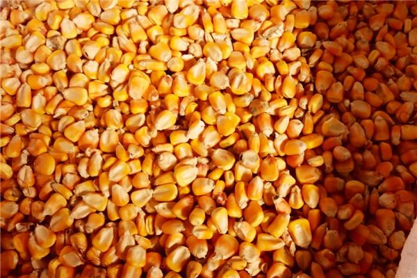 梦见很多玉米粒 周公解梦梦到很多玉米粒是什么意思 做梦梦见很多玉米粒好不好