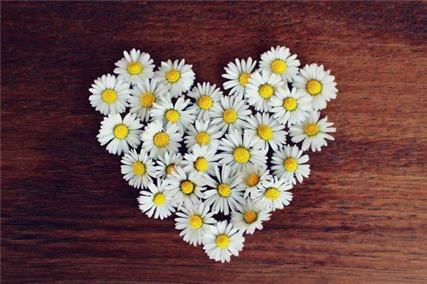 梦见菊花 周公解梦梦到菊花是什么意思 做梦梦见菊花好不好