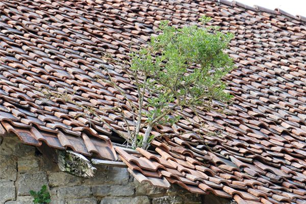 梦见屋顶破烂 周公解梦梦到屋顶破烂是什么意思 做梦梦见屋顶破烂好不好