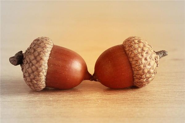 梦见橡果 橡子 周公解梦梦到橡果 橡子是什么意思 做梦梦见橡果 橡子好不好