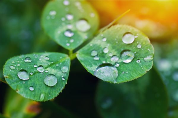 梦见朝露闪烁发亮 周公解梦梦到朝露闪烁发亮是什么意思 做梦梦见朝露闪烁发亮好不好