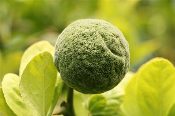 梦见枳 周公解梦梦到枳是什么意思 做梦梦见枳好不好