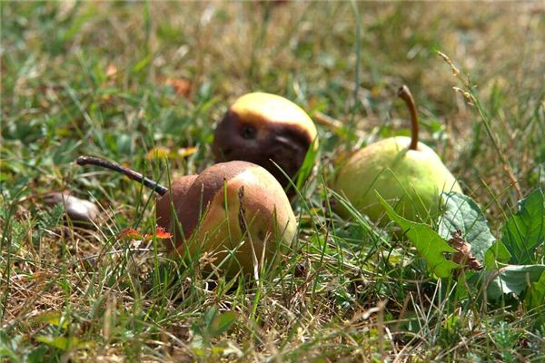 梦见坏了的东西 周公解梦梦到坏了的东西是什么意思 做梦梦见坏了的东西好不好