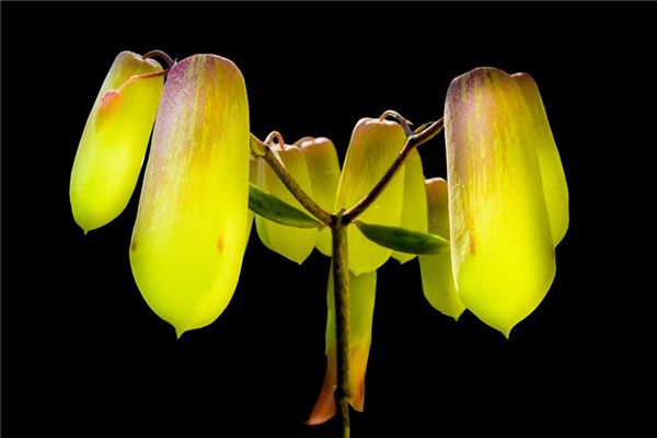 梦见三七 周公解梦梦到三七是什么意思 做梦梦见三七好不好