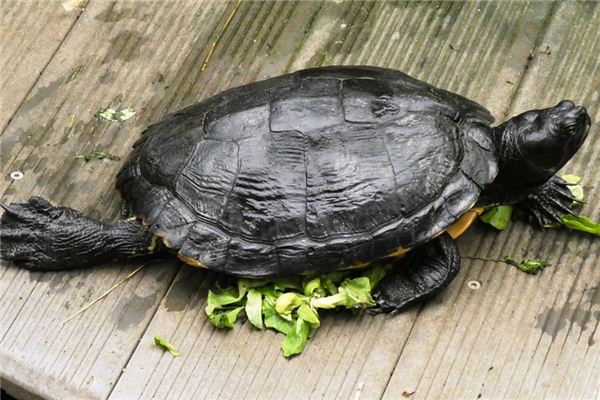 梦见龟文 周公解梦梦到龟文是什么意思 做梦梦见龟文好不好