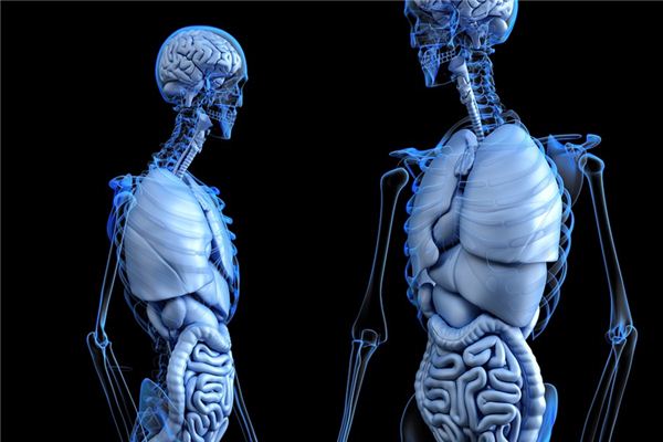 梦见肝脏 周公解梦梦到肝脏是什么意思 做梦梦见肝脏好不好