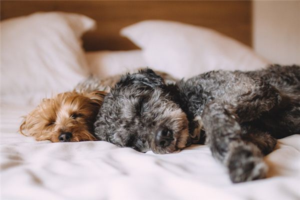梦见狗交配 周公解梦梦到狗交配是什么意思 做梦梦见狗交配好不好