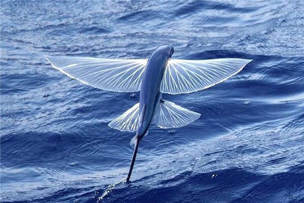 梦见鱼在空中飞 周公解梦梦到鱼在空中飞是什么意思 做梦梦见鱼在空中飞好不好