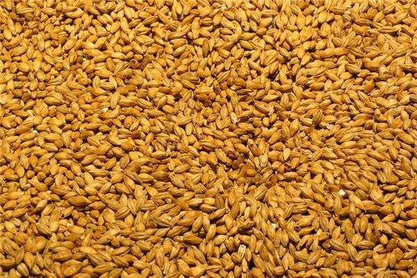 梦见麦芽 周公解梦梦到麦芽是什么意思 做梦梦见麦芽好不好