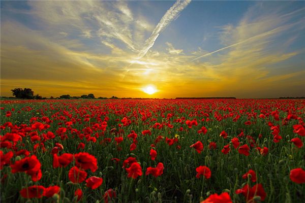 梦见<font color='red'>大麻</font>种子 周公解梦梦到<font color='red'>大麻</font>种子是什么意思 做梦梦见<font color='red'>大麻</font>种子好不好