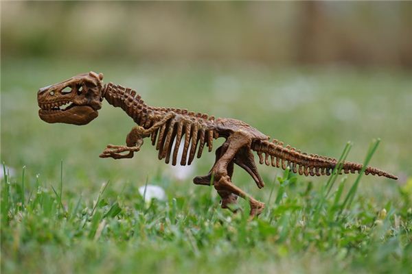 梦见骨头 周公解梦梦到骨头是什么意思 做梦梦见骨头好不好