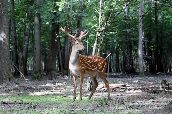 梦见捕获的鹿在跳跃 周公解梦梦到捕获的鹿在跳跃是什么意思 做梦梦见捕获的鹿在跳跃好不好
