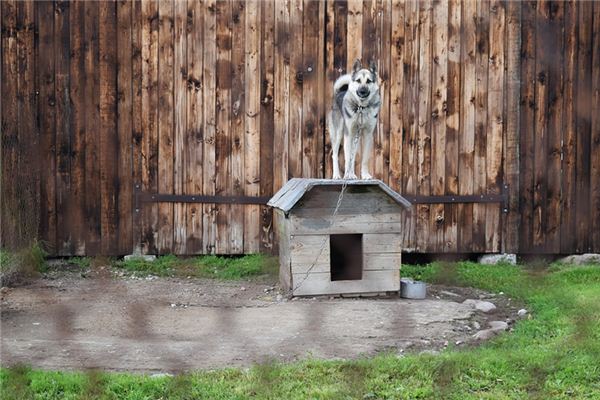 梦见狗窝 周公解梦梦到狗窝是什么意思 做梦梦见狗窝好不好