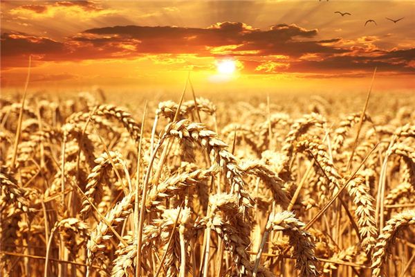 梦见谷物 周公解梦梦到谷物是什么意思 做梦梦见谷物好不好