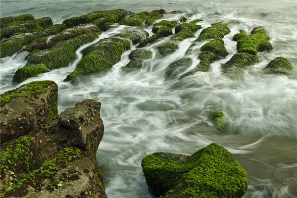 梦见水藻 周公解梦梦到水藻是什么意思 做梦梦见水藻好不好