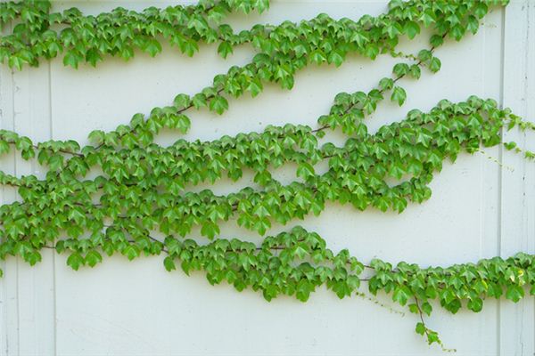 梦见攀援植物 周公解梦梦到攀援植物是什么意思 做梦梦见攀援植物好不好