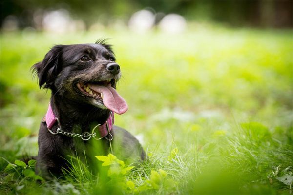 梦见男人变成狗 周公解梦梦到男人变成狗是什么意思 做梦梦见男人变成狗好不好