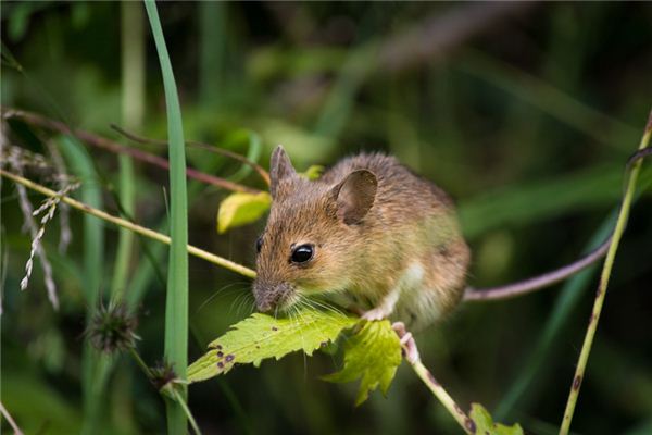 梦见老鼠屎 周公解梦梦到老鼠屎是什么意思 做梦梦见老鼠屎好不好