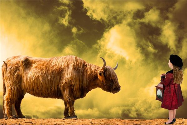 梦见小公牛 周公解梦梦到小公牛是什么意思 做梦梦见小公牛好不好