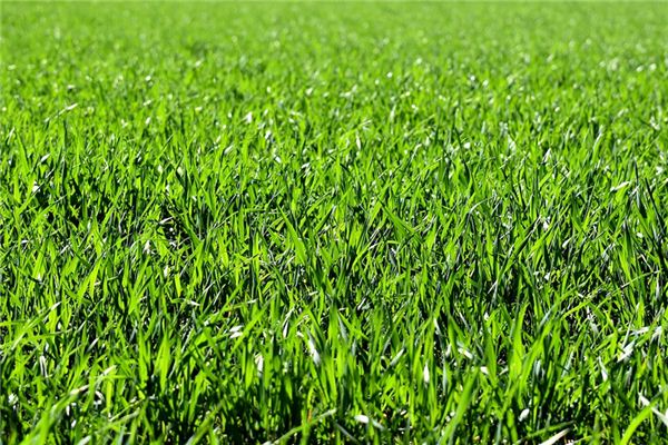 梦见草地 周公解梦梦到草地是什么意思 做梦梦见草地好不好