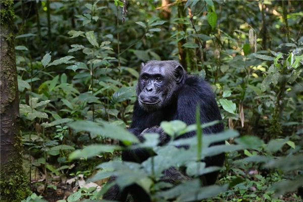 梦见猿人 周公解梦梦到猿人是什么意思 做梦梦见猿人好不好